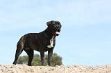 CANE CORSO 454
